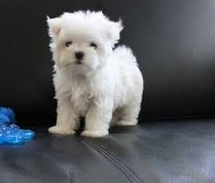 Check spelling or type a new query. 63 Maltese Puppies For Sale In Michigan L2sanpiero