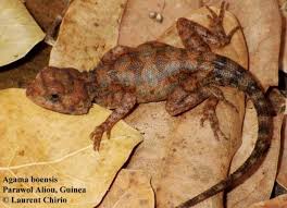 The agama lizards in this part of florida were generally considered agama africana until a recent study decided that they were really agama picticauda. Agama Boensis The Reptile Database