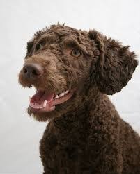 spanish waterdog trim google search spanish water dog dog breeds puppies