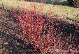 Check spelling or type a new query. Variegated Dwarf Red Twig Dogwood