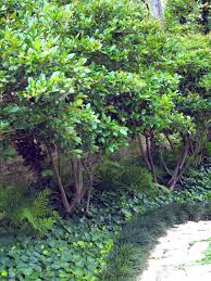 Image result for Ligustrum