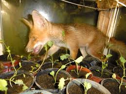 Nachbars garten ein fuchs schlafen w rde, w rde ich den nachbarskindern nicht empfehlen, den s en mal zu streicheln. Der Fuchs Im Garten Gartenbob De Der Garten Ratgeber