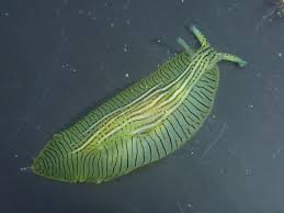 Image result for Phyllorachis