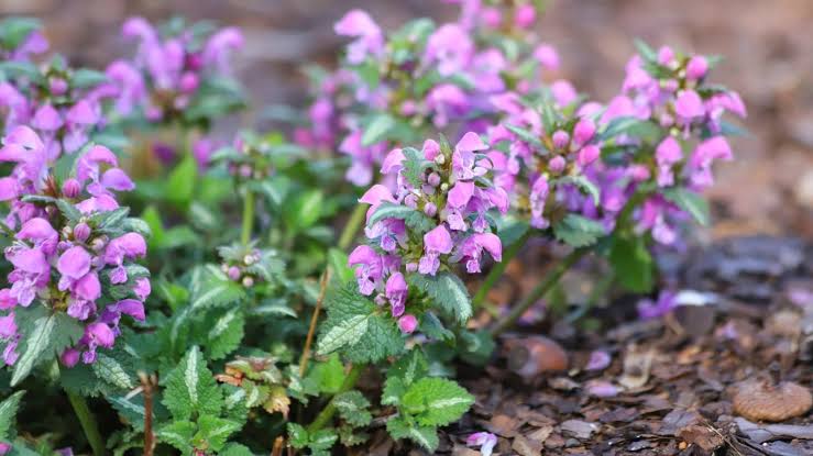 Lamium rock garden plant