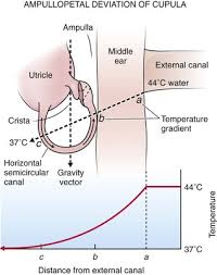 Image result for Oculovestibular Testing