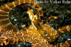 Image result for Cephalophis lukei