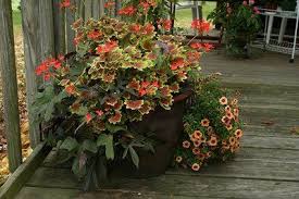 Vancouver Centennial Geranium Calibrachoa Colorburst Terracotta And A Burgundy Sweet Potato Vine Http 4 Bp Blo Plants Container Plants Plant Combinations