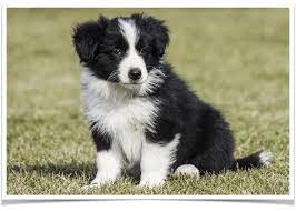 Border Collie Puppies