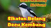 Perbedaan lovebird betina dan jantan dari karakternya. Tips Membedakan Decu Kembang Jantan Dan Betina Youtube