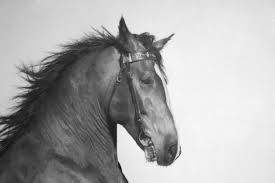 Image result for arte hiperrealista