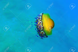 There are other species that don't even reach 10 centimeters (4 inches) and others that can be as much as a meter (3.3 feet). Mediterranean Fried Egg Jellyfish Cotylorhiza Tuberculata Stock Photo Picture And Royalty Free Image Image 131989289