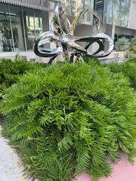 Image result for Afrosolen zambeziacus