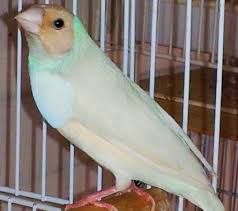 Bird Aviary For Sale Nsw Gouldian Finch Variety Google Search Finches Bird Pet Birds Beautiful Birds