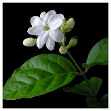 Arabian Jasmine Sambac National Plant Network Jasmine Plant Arabian Jasmine Jasmine Flower