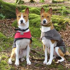 If your dog is a puppy, choose a size breed that is similar to his current size. Basenji Borrowmydoggy Leaving Pawprints Of Happiness