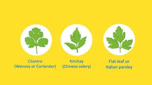 Anyone Can Get Confused But You Can Tell Them Apart If You Know How To Spot The Differences Parsley Cilantro Other Recipes
