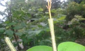 Check spelling or type a new query. 9 Cara Ampuh Membuat Bonsai Anting Putri Berbunga Putih Halus