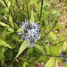 We also service receptions, family reunions, corporate events, and more! Willow Leaf Blue Star Amsonia Tabernaemontana Var Salicifolia Lurie Garden