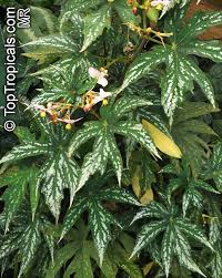 Image result for Begonia longipetiolata