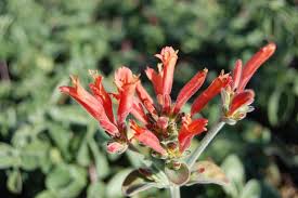 Image result for Dicliptera sp. C