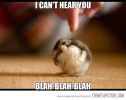 Not Listening Cute Hamsters Funny Hamsters Funny Animal Pictures
