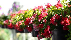 Satu lagi jenis tanaman gantung hias yang juga mudah ditanam di negara tropis seperti indonesia ini, si cantik vinca gantung import holland bunga pink. Facebook