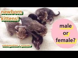 The male kitten keeps biting the female kitten's all of the kittens that are male are normal except one. How To Determine The Gender Of Your Kitten Newborn Kittens Catdogcuties Youtube