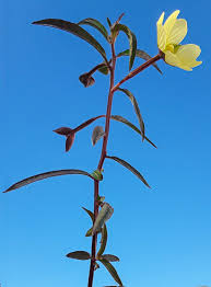 Image result for Ludwigia octovalvis