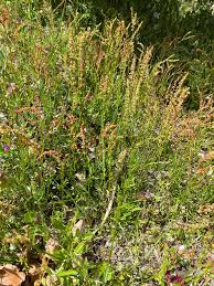 Image result for Rumex acetosella