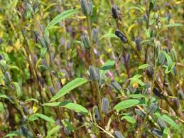 Image result for Sesamum