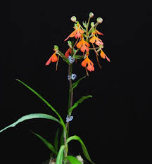 Image result for Habenaria cirrhata