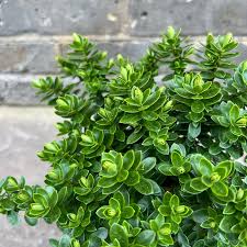 Image result for shrubby veronica hebe
