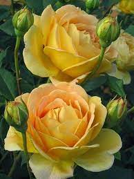Golden Celebration English Rose Flowers And Gardens Rose Flower Beautiful Flowers Flowers