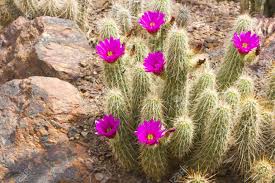 A significant number of cacti plants have a unique sculptural quality to them. Scarlet Hedgehog Cactus Blooming Botanical Garden Phoenix Stock Photo Picture And Royalty Free Image Image 20220402