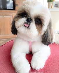 I Hope U Voted 2 Day Dogs Small Dogs Teacup Dogs Cute Dogs Shihtzu Smallandcutepuppies Cute Dogs Breeds Cute Dogs Cute Puppies