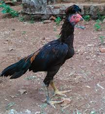 Pecinta Ayam Jago Bangkok Trik Menyortir Ayam Umur 3bulan