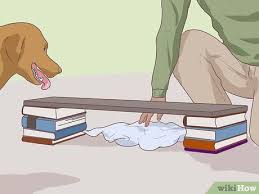 Comment Tester L Intelligence D Un Chien 15 Etapes Jeu Chien Chien Chiot