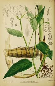 Image result for Maranta arundinacea