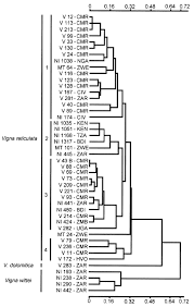 Image result for Vigna reticulata