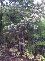 Image result for Lannea discolor