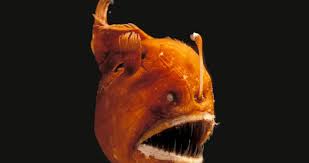 Sep 29, 2016 · from frightful fangtooth fish and vampire squid to coffinfish and sinister sea urchins, plenty of strange and scary creatures lurk in the dark, cold depths of the ocean. 7 Sea Animals So Weird You Won T Believe They Re Real