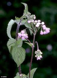 Image result for Ethulia conyzoides