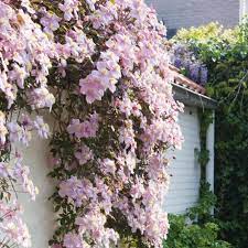 3 pure white flowers with very. Clematis Montana Mayleen Pink Flowering Clematis Special Deals Garden Plants
