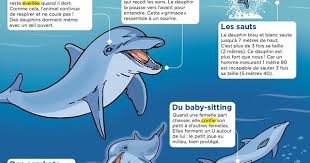 Dauphins Animaux Culture Generale Dauphin