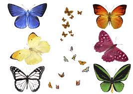 Free Photo Butterfly Overlays Realistic Natural Flying Butterflies Photo Layer Surreal Photoshop Tutorial Photoshop Backgrounds Free Photoshop Overlays