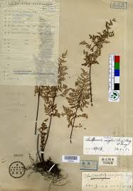 Image result for Sinopteridaceae