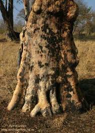 Image result for Guibourtia schliebenii