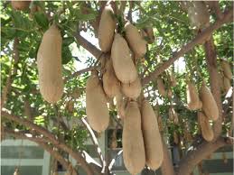 Image result for Kigelia africana