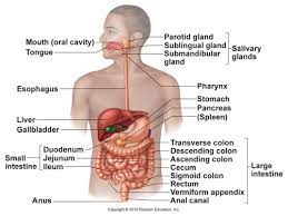 Anatomy And Physiology Digestive System Flashcards Quizlet