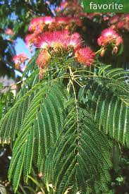 Albizia Julibrissin Rosea Pink Silk Tree Silk Tree Julibrissin Mimosa Tree